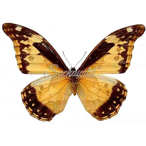 Morpho Rhetenor for sale | eBay