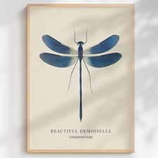 Beautiful Demoiselle Dragonfly Print | Natural History Wall Art