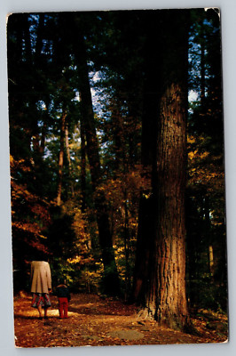 Giant White Pines At Cook Forest State Park Pennsylvania PA 60s Vintage Postcard