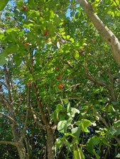 Cornelian Cherry Tree Seeds for Planting (10 Seeds) - Cornus mas