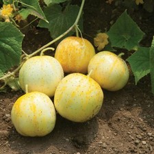 Lemon Cucumber Seeds, Budamkaya, Burpless, NON-GMO, Variety Sizes, FREE SHIP