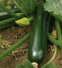 ZUCCHINI SEEDS 30+ BLACK BEAUTY SQUASH Vegetables COOKING culinary FREE SHIPPING