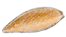 NaDeco® Canoinha masted | Dauschote | Fruit Funtumia | Egzotyczna dekoracja