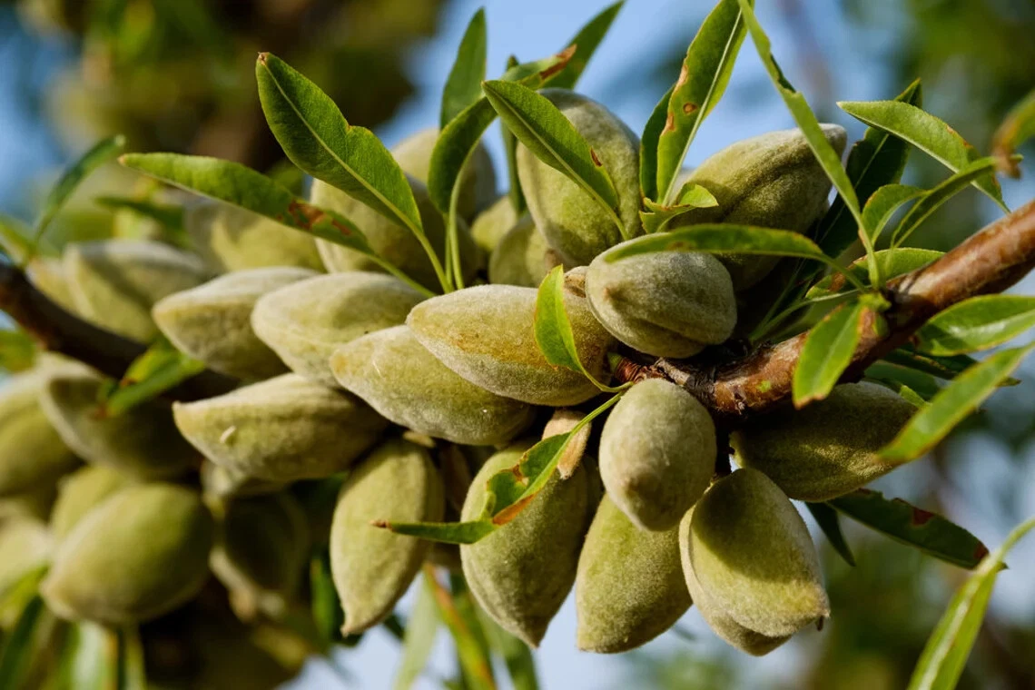 Almond Tree Seeds to Grow Almond Tree eBay