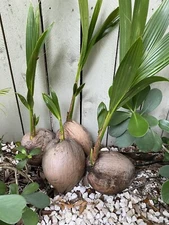Coconut Tree (Green) Live Palm Sprouted Ready To Plant FREE SHIPPING