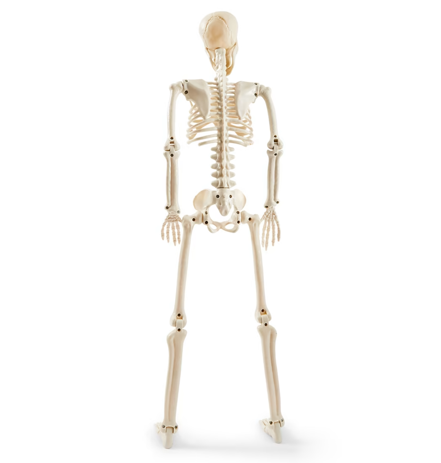 Halloween Poseable 90CM Skeleton Full Life Size Human Skeleton