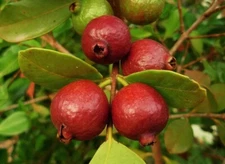 Live Strawberry Guava Plant – 4-6 Inches – Exotic Fruit Tree