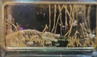 1974 Hamilton Mint Mystical Florida Everglades Alligator 1 oz Silver Art Bar