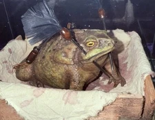 Voodoo Toad Gaff With Plaque; Stand & Display Case - Incredibly Realistic!