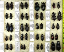 Coleoptera, Carabidae sp. set 40 pcs. A1, Russia, Georgia & others
