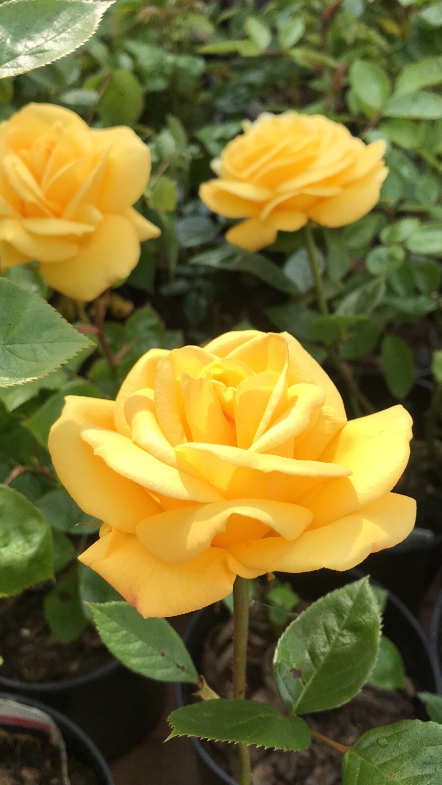Rose Bush Yellow Colour - Floribunda Rose Bush For The Garden In a 3Litre Pot