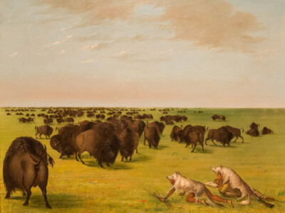 George Catlin - Buffalo Herd Grazing - Western Giclee Art Print Paper or Canvas