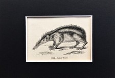 STRIPED TENREC - TINY! 1840s Antique Mounted Print - B&W Wood Engraving