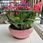 Foto 3 di 12