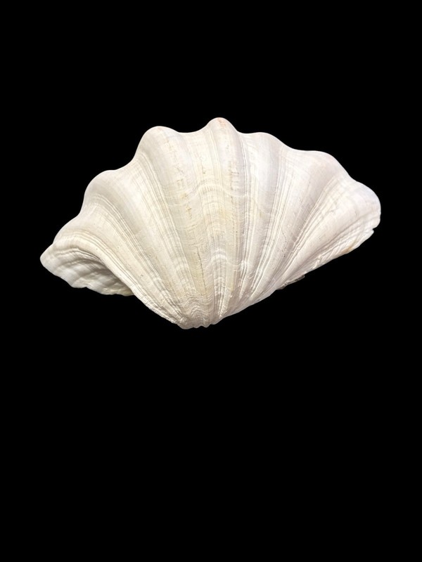 Giant Clam Shell 9” Long X 6” Wide