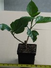 MATT'S PINK SPLENDOR Tropical Hibiscus -- Plant in 4.5" pot — photo 2