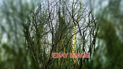 FOTO WINTER BOKEH IN DER FOTOGRAFIE BOKEH IST DIE ÄSTHETISCHE QUALITÄT DER VERSCHWÄRFE P