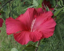 Lord Baltimore Perennial Hibiscus Live Plant XL Dark Red Bloom Starter Sz Pot