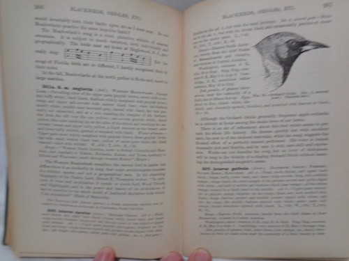 1900 Birds of Eastern North American Ornithology Chapman Illustrated Plates - Picture 17 of 19