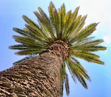 Phoenix canariensis 20-40cm | Canary Island date palm | Pineapple palm -  - Palm