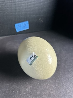 VTG Large Blown Out Real Ostrich Egg Shell for Painting Carving Craft Decor#M19