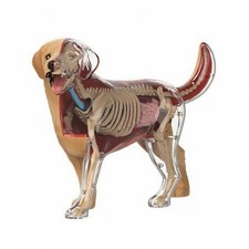 Dog Anatomy Model with Detachable Parts Detailed for Classroom, Kids