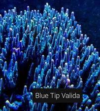 Blue Tip Valida 3/4-1.5 inch Frag Acropora SPS Coral