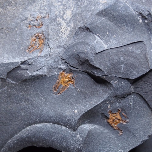 0.4kg Starfish Ophiura sp. Fossil Morocco Ordovician 3 - Picture 2 of 9