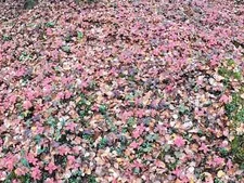 Bunchberry Cornus Canadensis Alaska Wild Harvest 25 FRESH Seeds