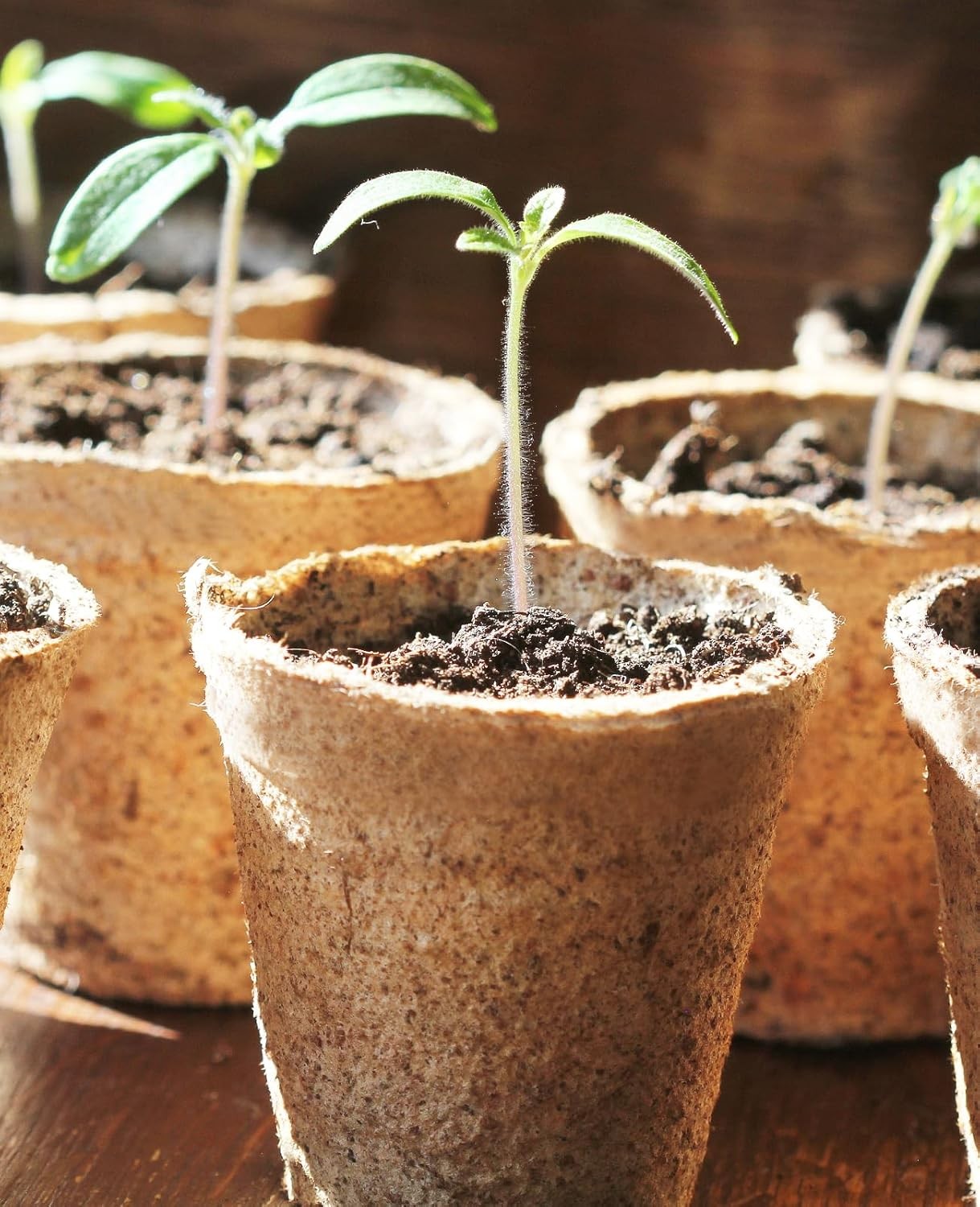 homenote Peat Pots, 60 Pcs 3.15 Inch Seed Starting Pots with Drainage Holes Roun