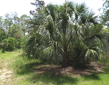 Sabal Causiarum seeds - Harvested 2025 - Rare Giant Sabal Species
