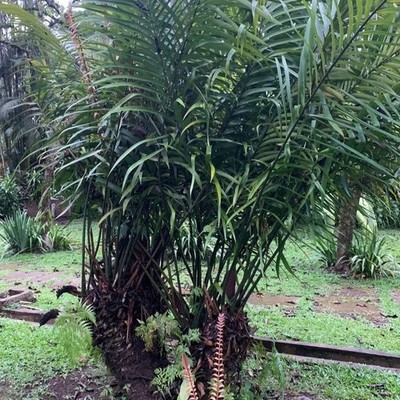 Curran's pitogo (Cycas curranii) - 1 germinated seed