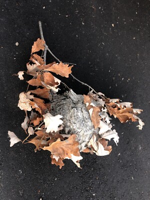 Bald Face Hornet Nest Bee Home Wasp House Bees Hive For Science Taxidermy Cave