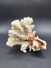 Natural White Reef Brown Stem Coral Nautical Coastal Decor 5” X.6” X 6 1/2”