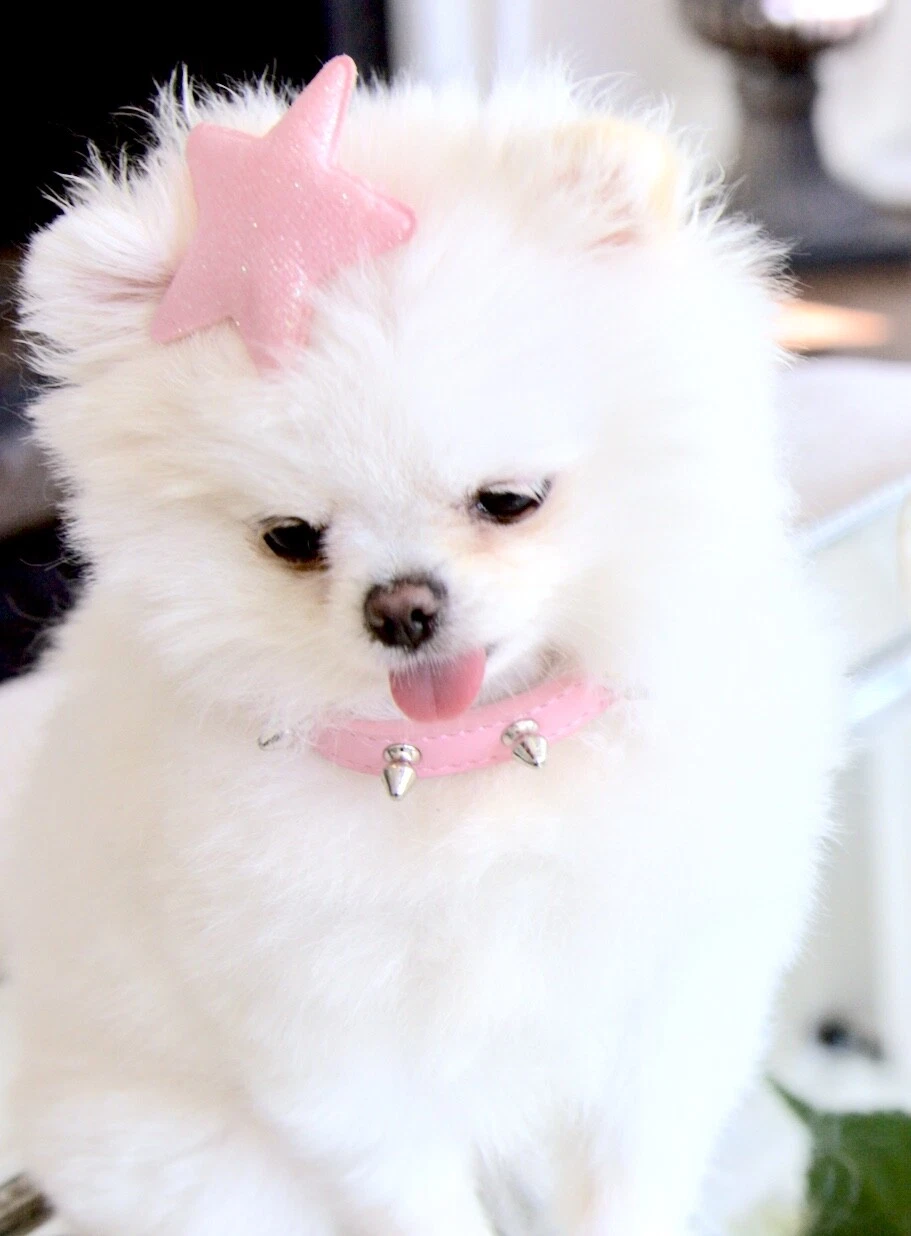 NEW! Luxury Vegan Matte Pink Spike Dog Collar Enchanted Pets Cats Dogs and Pigs
