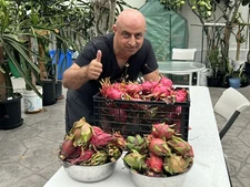 12  Dragon Fruit  cuttings 8-14 inches long check The Description ￼ ￼