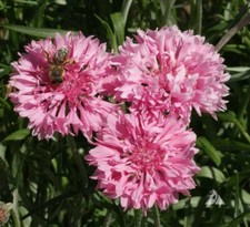 Cornflower Bachelor Button TALL PINK Heirloom Flower Bees Love Non-GMO 400 Seeds