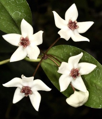 Hoya paziae - Hoya | Wax plant