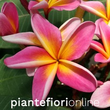 Plumeria PETER'S RAINBOW Cutting & Plant - Rare Frangipani Pomelia Exotic Bloom