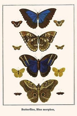 Butterflies, Blue Morphos Albertus Seba Poster Print