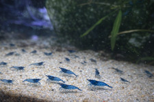 20 BLUE DREAM SHRIMP Neocaridina Free 2 Day Shipping Fedex or UPS