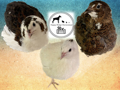 60-Celadon Quail Hatching Eggs - 100% True Blue Coturnix  