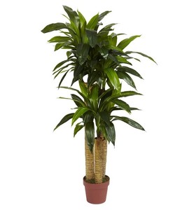 Silk Plants And Trees Artificial Living Room Corn Stalk Dracaena