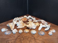Großes Muschel-Konvolut. Dekorative Meeresschnecken & Muscheln. Sammlung.