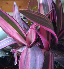 Tradescantia Pallida  'Pink Stripe' Pink Variegata - A Bare Rooted Plant, Indoor