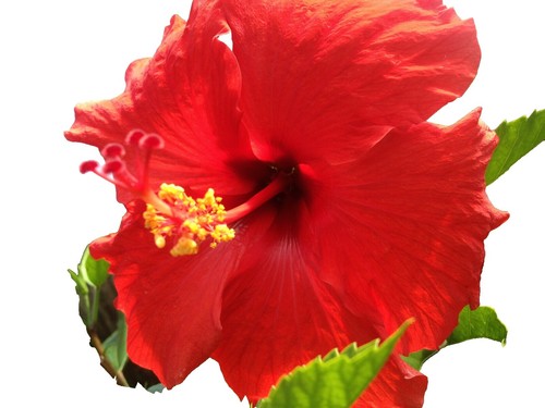 20 Cuttings of Beautiful Pink Hibiscus Ready To Root Make Your Own