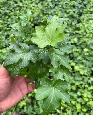 English Ivy Plants - Hedera helix - Groundcover - Vine - 4 Pot | eBay
