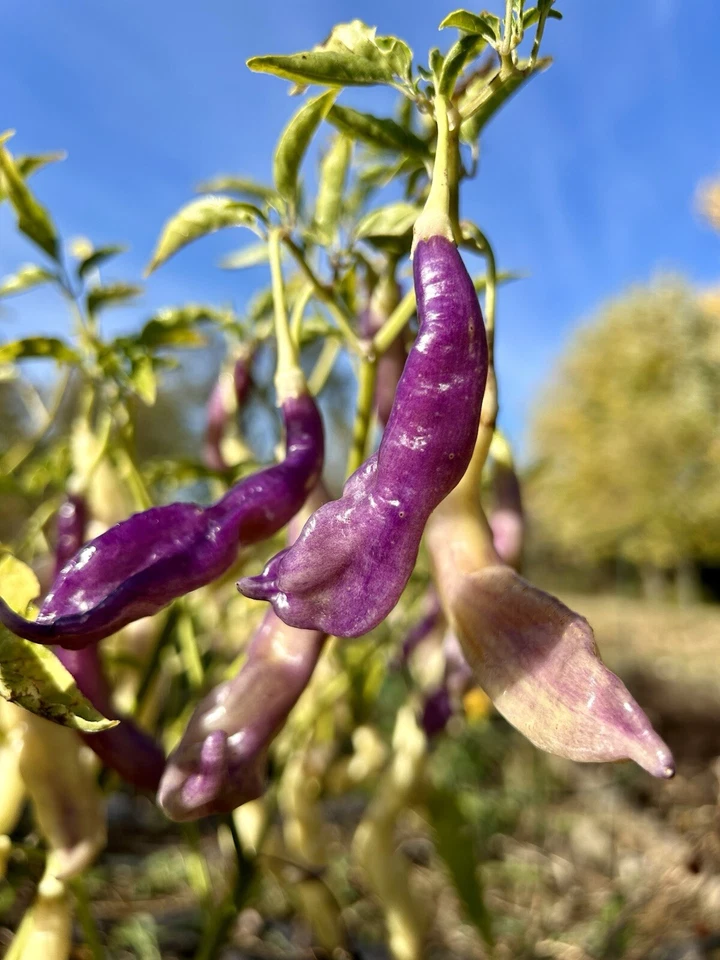 20% OFF VALUE BUNDLE, 12 organic hot pepper varieties, hot pepper seeds - Image 4 of 4