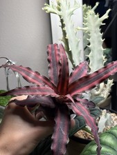 Bromeliad Cryptanthus  Red Star  Live Potted Indoor Tropical Houseplant