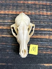 Real Red Fox Unique Animal Mount Halloween Skull Art Craft Mountain Man Canine